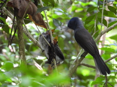 Hypothymis azurea oberholseri