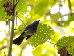 Hypothymis azurea oberholseri