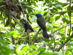 Hypothymis azurea oberholseri