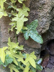 Hedera helix