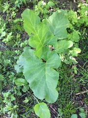 Arctium lappa