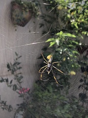 Trichonephila clavipes