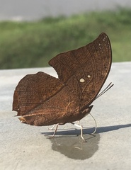 Trichonephila clavipes