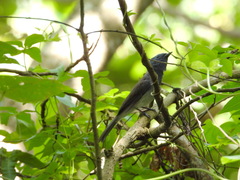 Hypothymis azurea oberholseri
