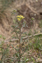 Erysimum crepidifolium