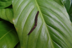 Oroperipatus eisenii