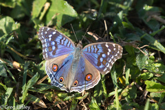 Junonia rhadama