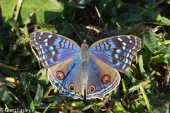Junonia rhadama