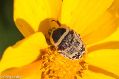 Euryomia argentea