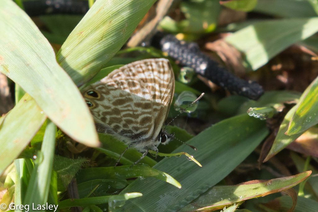 Leptotes durrelli