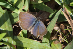 Zizeeria knysna