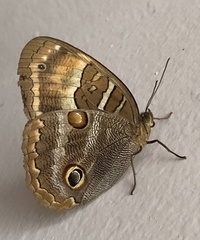 Opoptera syme