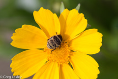 Euryomia argentea
