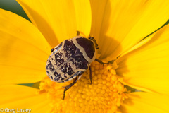 Euryomia argentea