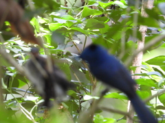 Hypothymis azurea oberholseri