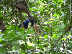 Hypothymis azurea oberholseri