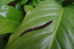 Oroperipatus eisenii