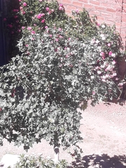 Magnoliopsida