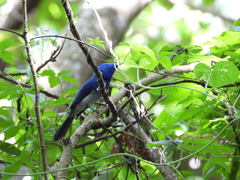 Hypothymis azurea oberholseri