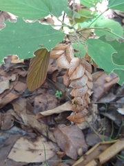 Flemingia strobilifera