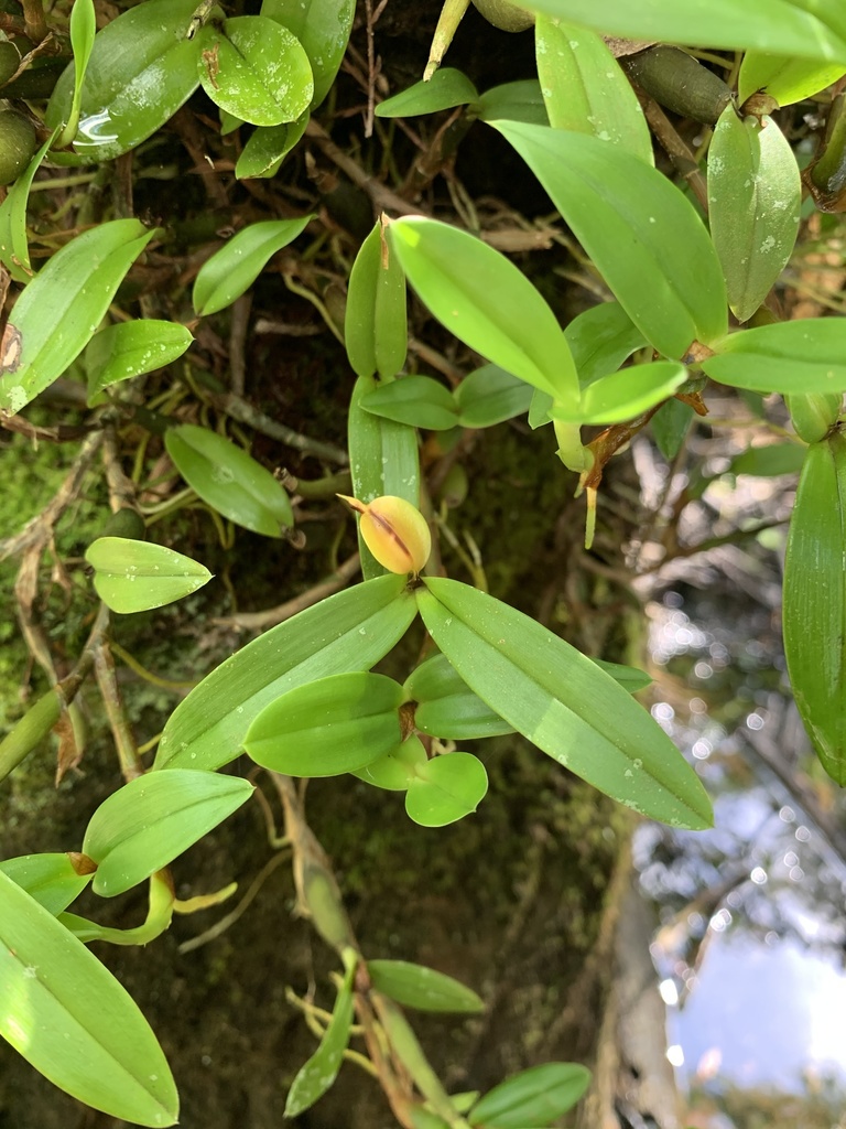 Encyclia pygmaea (Hook.) Dressler 3