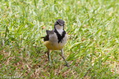 Motacilla flaviventris