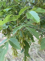 Acer negundo californicum