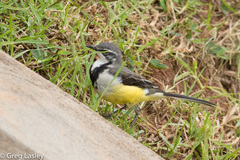 Motacilla flaviventris