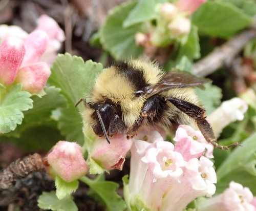 Great Basin Bumble Bee