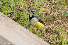 Motacilla flaviventris