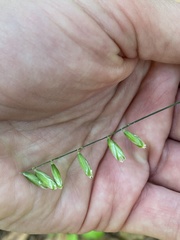 Melica mutica