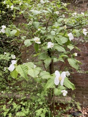 Rhodotypos