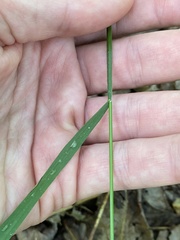 Melica mutica