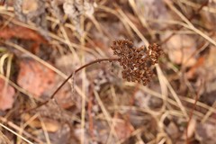 Achillea asiatica