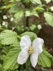 Rhodotypos