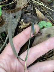 Melica mutica