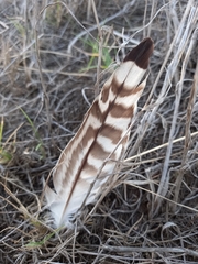 Burhinus