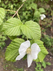 Rhodotypos