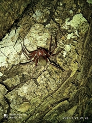 Loxosceles yucatana