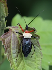 Rhynocoris nitidulus
