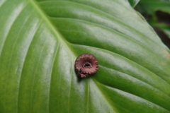 Oroperipatus eisenii