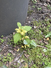 Lamium galeobdolon argentatum