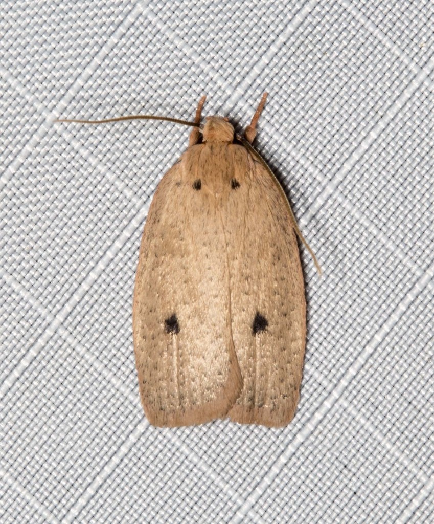 Euprionocera