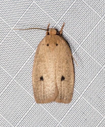 Euprionocera geminipuncta Turner, 1896