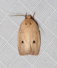 Euprionocera geminipuncta