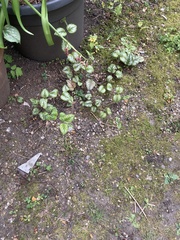 Lamium galeobdolon argentatum