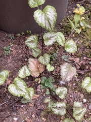 Lamium galeobdolon argentatum