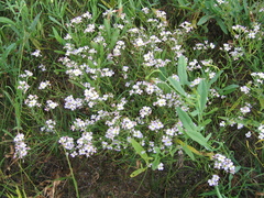 Dontostemon integrifolius