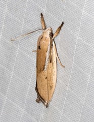 Pilostibes basivitta