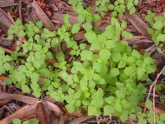 Parietaria floridana
